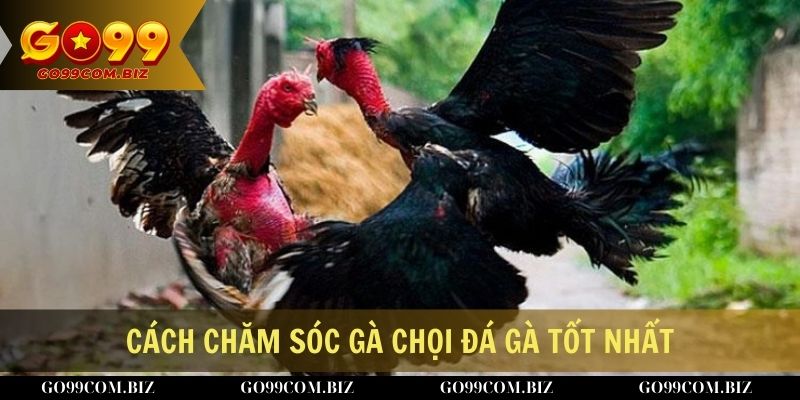 Cách chăm sóc gà chọi đá gà tốt nhất trên nền tảng game trực tuyến