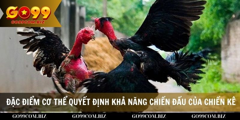 Vai trò đặc điểm cơ thể quyết định khả năng chiến đấu của chiến kê